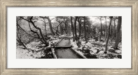 Framed View of a trail through the trees of Tierra del Fuego National Park, Patagonia, Argentina Print