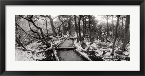 Framed View of a trail through the trees of Tierra del Fuego National Park, Patagonia, Argentina Print