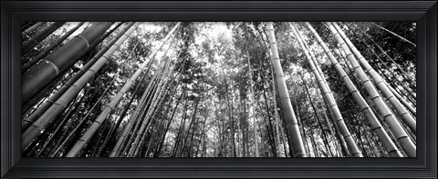 Framed Low angle view of bamboo trees, Arashiyama, Kyoto, Japan Print