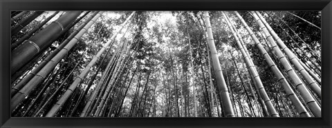 Framed Low angle view of bamboo trees, Arashiyama, Kyoto, Japan Print