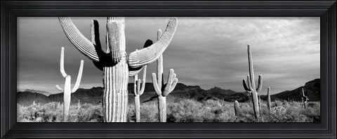 Framed Arizona, Organ Pipe National Monument Print