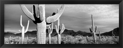 Framed Arizona, Organ Pipe National Monument Print