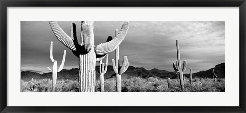 Framed Arizona, Organ Pipe National Monument Print