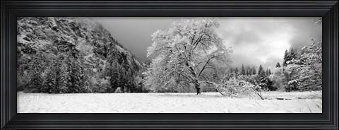 Framed Snow covered oak tree in a valley, Yosemite National Park, California Print