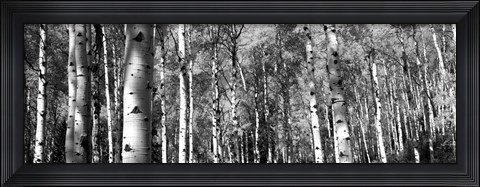 Framed Forest, Grand Teton National Park, Teton County, Wyoming Print