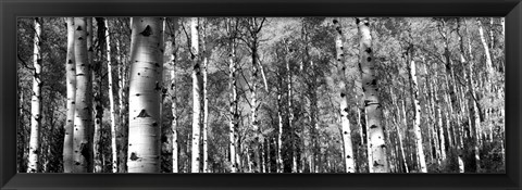 Framed Forest, Grand Teton National Park, Teton County, Wyoming Print