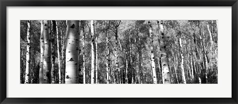 Framed Forest, Grand Teton National Park, Teton County, Wyoming Print