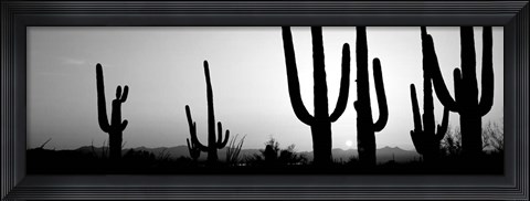 Framed Silhouette of Saguaro cacti, Saguaro National Park, Tucson, Arizona Print