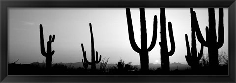 Framed Silhouette of Saguaro cacti, Saguaro National Park, Tucson, Arizona Print