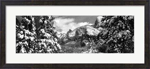 Framed Snowy trees in winter, Yosemite Valley, Yosemite National Park, California Print