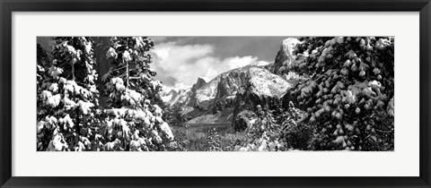 Framed Snowy trees in winter, Yosemite Valley, Yosemite National Park, California Print