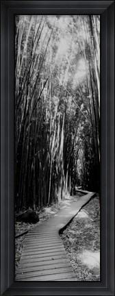 Framed Trail in a bamboo forest, Hana Coast, Maui, Hawaii Print