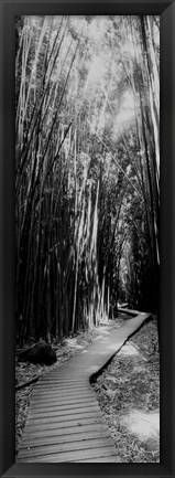 Framed Trail in a bamboo forest, Hana Coast, Maui, Hawaii Print