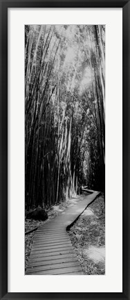 Framed Trail in a bamboo forest, Hana Coast, Maui, Hawaii Print