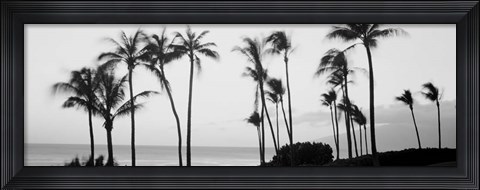 Framed Silhouette of palm trees at dusk, Hawaii Print