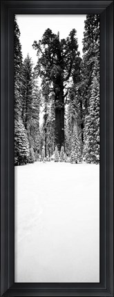 Framed General Sherman trees in a snow covered landscape, Sequoia National Park, California Print