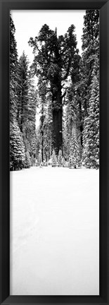 Framed General Sherman trees in a snow covered landscape, Sequoia National Park, California Print