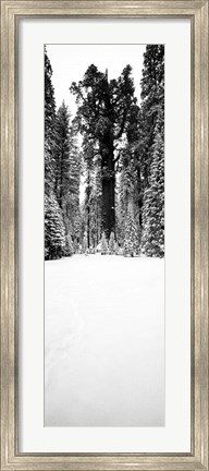 Framed General Sherman trees in a snow covered landscape, Sequoia National Park, California Print
