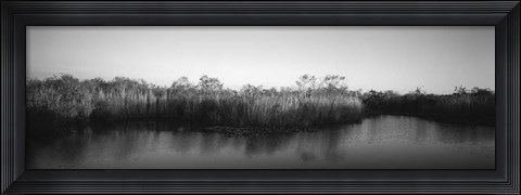 Framed Tall grass at the lakeside, Anhinga Trail, Everglades National Park, Florida Print