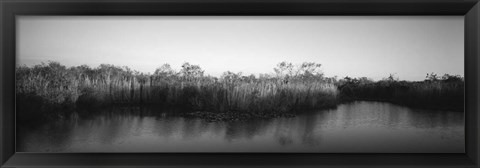 Framed Tall grass at the lakeside, Anhinga Trail, Everglades National Park, Florida Print