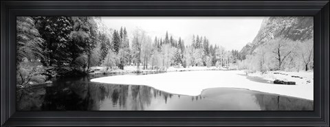 Framed Snow covered trees in a forest, Yosemite National Park, California Print