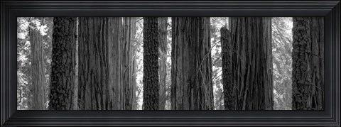 Framed Sequoia Grove Sequoia National Park California USA Print