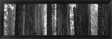 Framed Sequoia Grove Sequoia National Park California USA Print