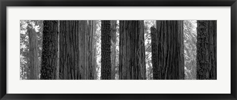 Framed Sequoia Grove Sequoia National Park California USA Print