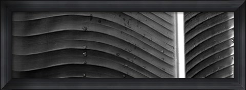 Framed Water drops on a palm leaf, Hawaii Print
