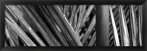 Framed Detail of palm leaves, Hawaii Islands, Hawaii Print