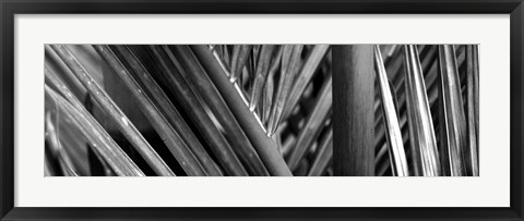 Framed Detail of palm leaves, Hawaii Islands, Hawaii Print