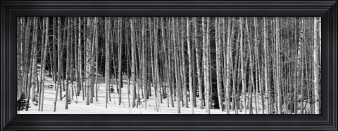 Framed Aspen trees in a forest, Chama, New Mexico Print