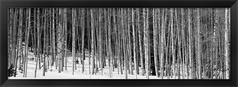 Framed Aspen trees in a forest, Chama, New Mexico Print