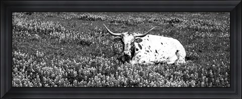 Framed Texas Longhorn Cow Sitting On A Field, Hill County, Texas Print