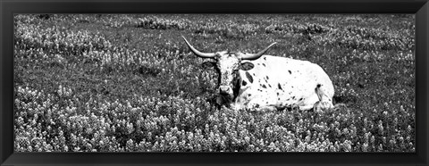 Framed Texas Longhorn Cow Sitting On A Field, Hill County, Texas Print