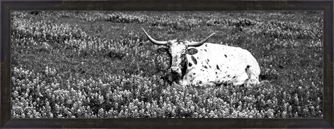 Framed Texas Longhorn Cow Sitting On A Field, Hill County, Texas Print