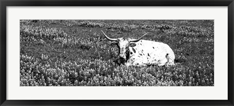 Framed Texas Longhorn Cow Sitting On A Field, Hill County, Texas Print