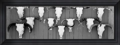Framed Cow skulls hanging on planks, Taos, New Mexico Print