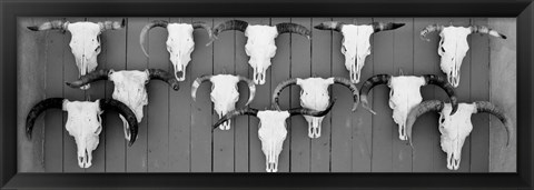 Framed Cow skulls hanging on planks, Taos, New Mexico Print