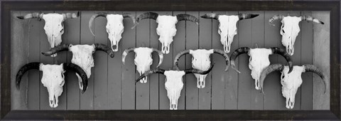 Framed Cow skulls hanging on planks, Taos, New Mexico Print
