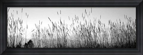 Framed Tall grass in a national park, Grand Teton National Park, Wyoming Print