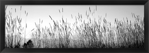 Framed Tall grass in a national park, Grand Teton National Park, Wyoming Print