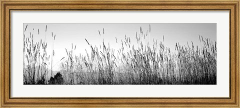 Framed Tall grass in a national park, Grand Teton National Park, Wyoming Print