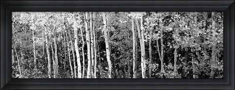 Framed Aspen and Black Hawthorn trees in a forest, Grand Teton National Park, Wyoming BW Print