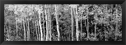 Framed Aspen and Black Hawthorn trees in a forest, Grand Teton National Park, Wyoming BW Print