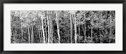 Framed Aspen and Black Hawthorn trees in a forest, Grand Teton National Park, Wyoming BW Print