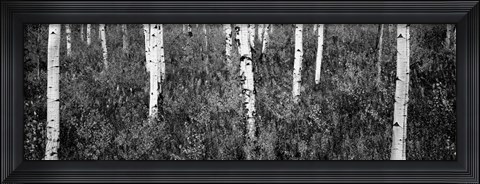 Framed Aspen trees in a forest, Shadow Mountain, Grand Teton National Park, Wyoming Print