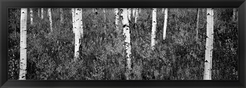 Framed Aspen trees in a forest, Shadow Mountain, Grand Teton National Park, Wyoming Print