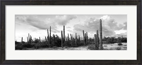 Framed Cardon cactus plants in a forest, Loreto, Baja California Sur, Mexico Print