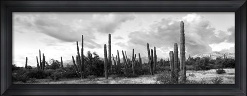 Framed Cardon cactus plants in a forest, Loreto, Baja California Sur, Mexico Print